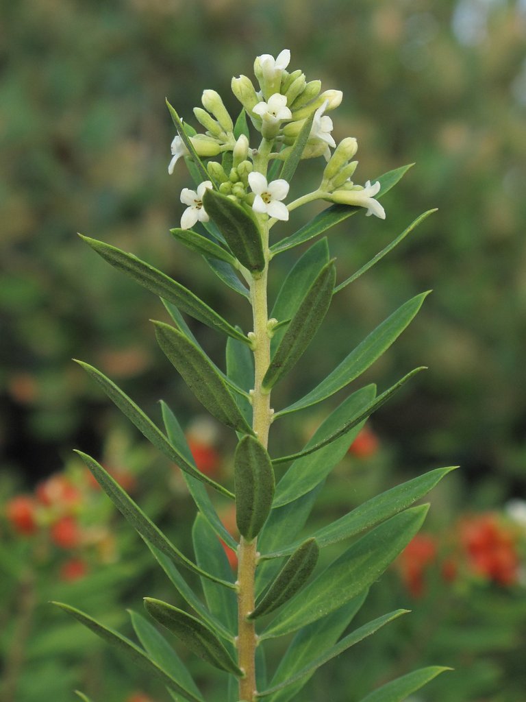 Daphne gnidium